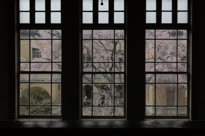 桜　2014 京都<京都府庁>　　　　　　　　　　　　　　　　　　　_f0021869_23301437.jpg