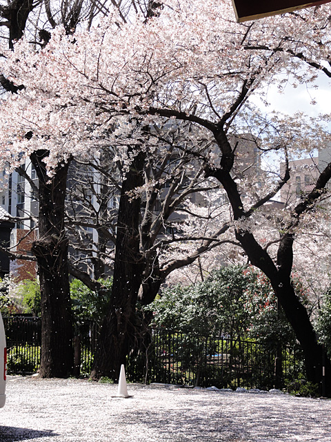 やっぱり神田明神の桜吹雪 （4/4）_b0006870_19391793.jpg