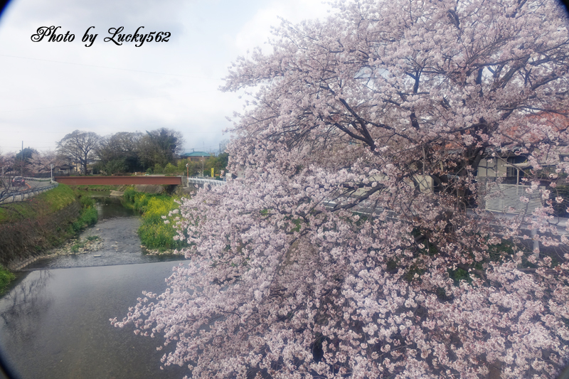 STFで桜を撮る_e0002371_1413303.jpg