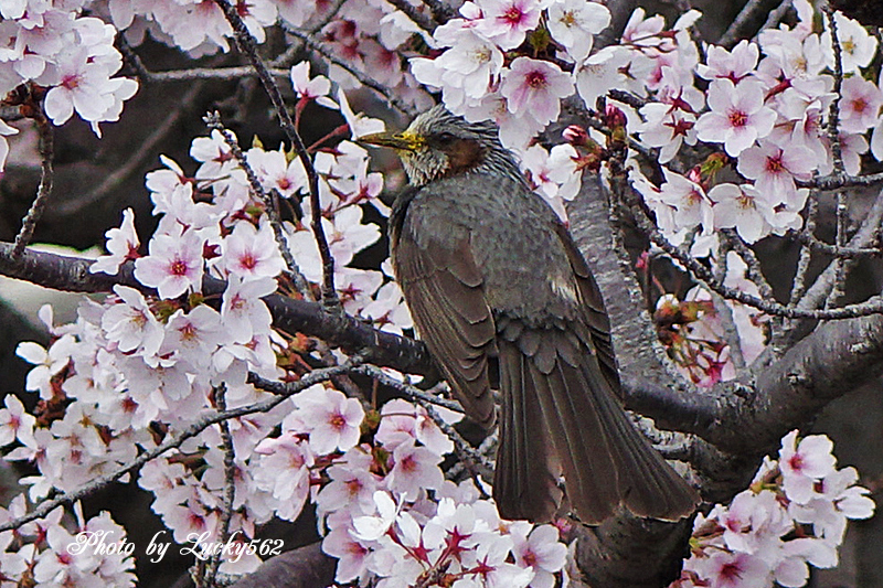 STFで桜を撮る_e0002371_14205638.jpg