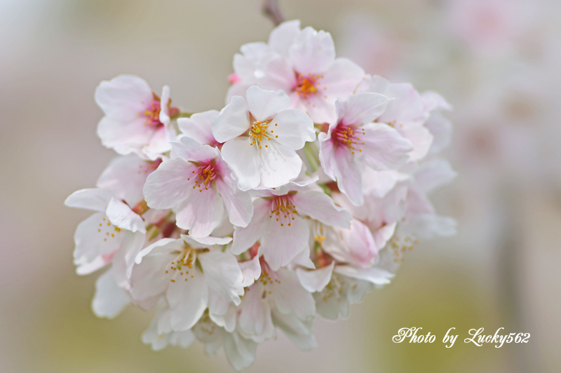 STFで桜を撮る_e0002371_1453090.jpg