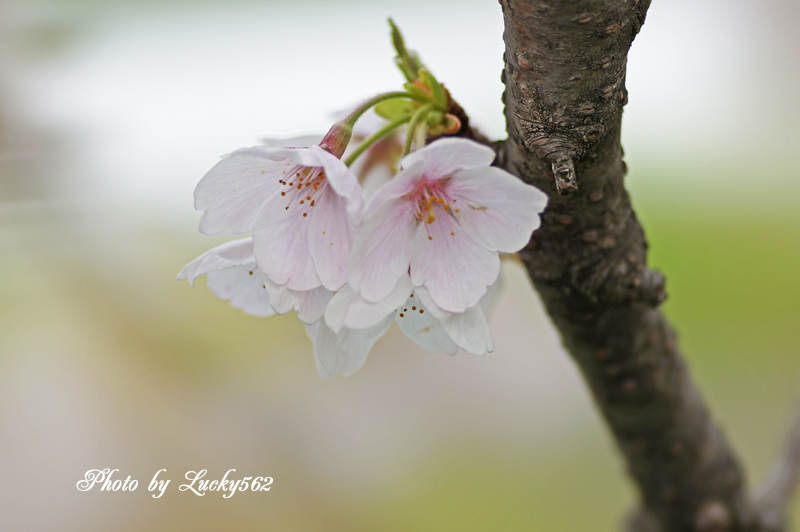 STFで桜を撮る_e0002371_1462498.jpg