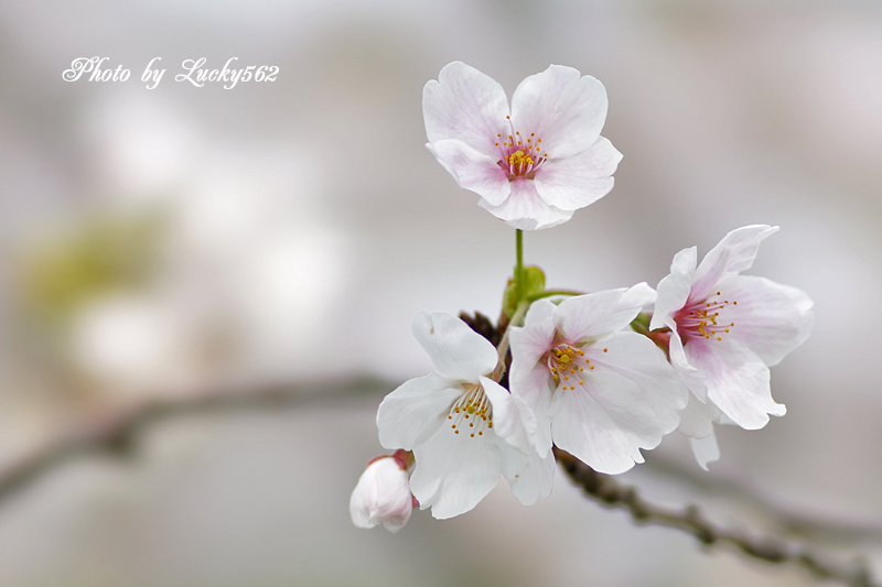 STFで桜を撮る_e0002371_149085.jpg