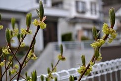 わが庭先の春一番は ・・・_b0102572_17401466.jpg
