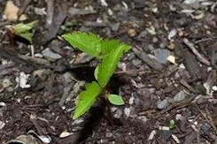 わが庭先の春一番は ・・・_b0102572_17402829.jpg