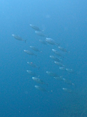 b0033573_21465184.jpg