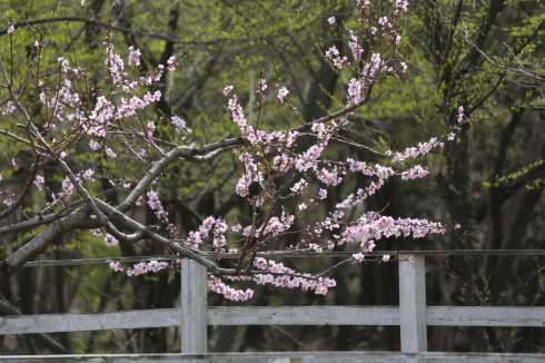 桜吹雪inゼブラ_f0310873_17454113.jpg