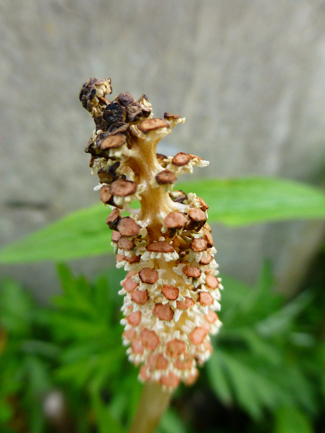 d0042474_20393245.jpg