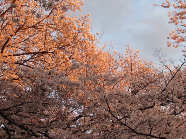 夜桜 冠稲荷神社 2014 (太田市細谷町）【桜】_b0004675_1282013.jpg