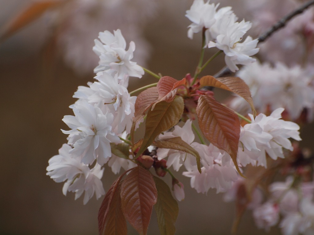 『中将姫誓願桜（ちゅうじょうひめせいがんざくら）』_d0054276_20335763.jpg