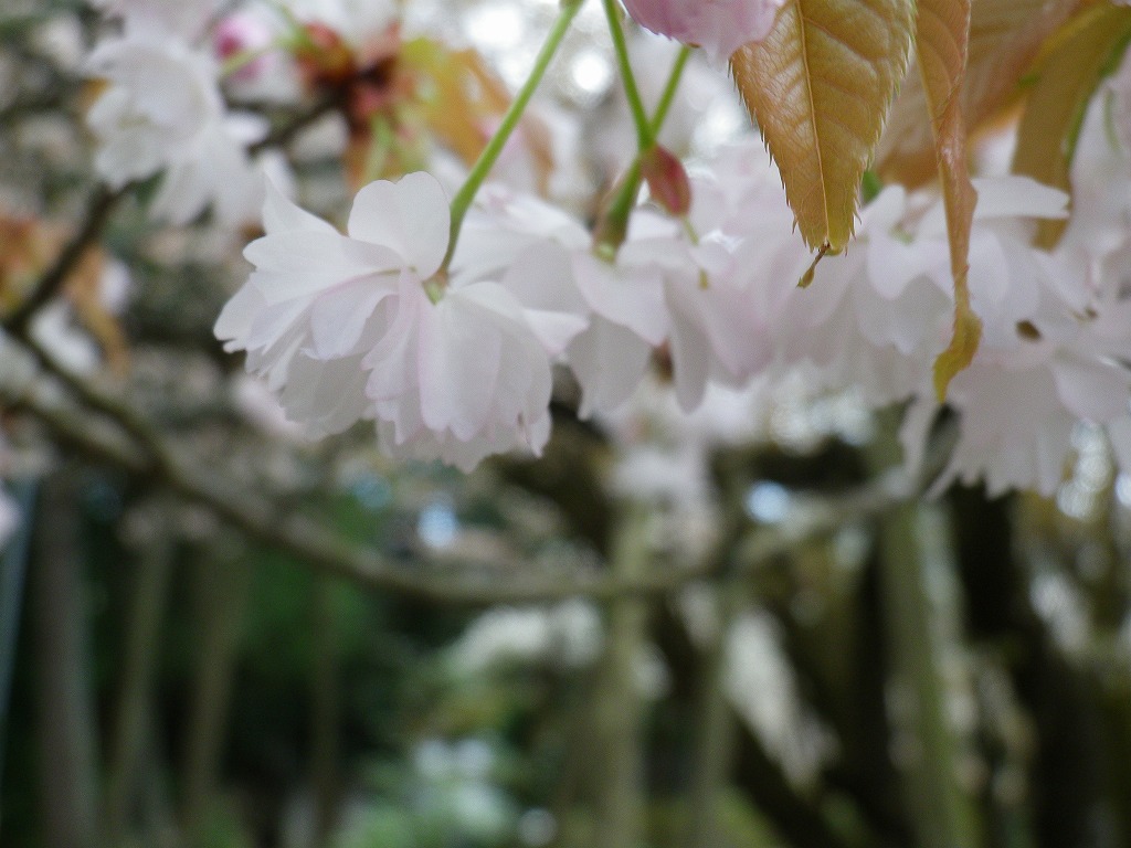 『中将姫誓願桜（ちゅうじょうひめせいがんざくら）』_d0054276_20354879.jpg