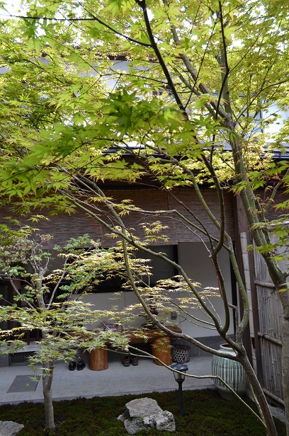 二代目紅葉 元気に成長^^_d0230676_16584147.jpg