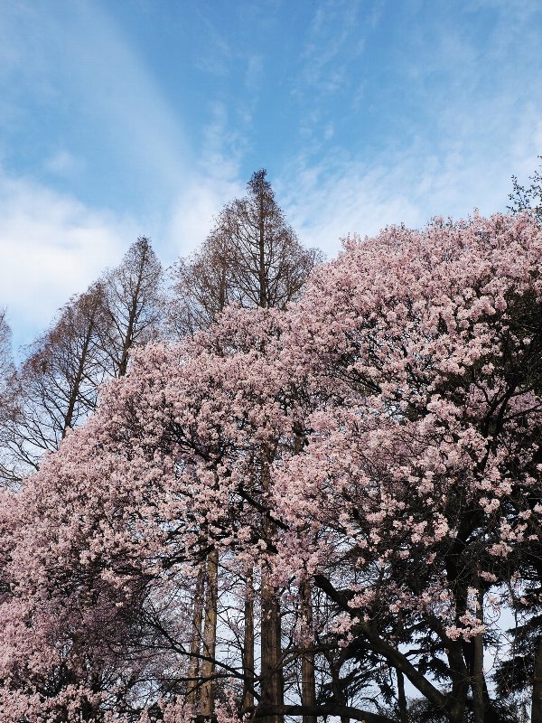 新宿御苑の桜　ラスト_d0316677_22062592.jpg