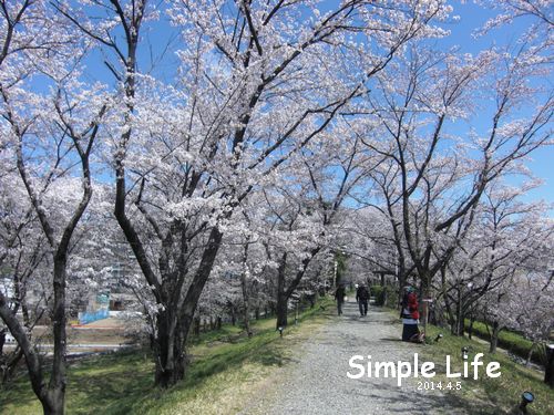 岐阜・雄総堤の桜_b0194979_22512594.jpg