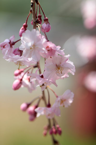 桜めぐり～♪　　「やまが桜園③」　3/28　_c0152779_11314943.jpg