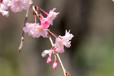 桜めぐり～♪　　「やまが桜園③」　3/28　_c0152779_11443440.jpg