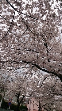 桜_e0130779_19445534.jpg