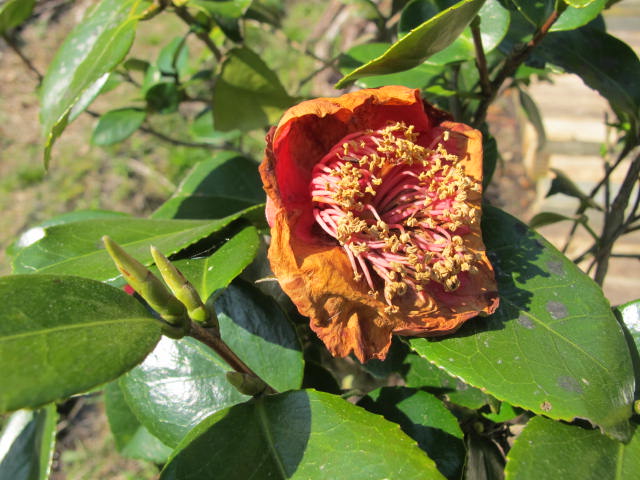 e0266183_13305366.jpg
