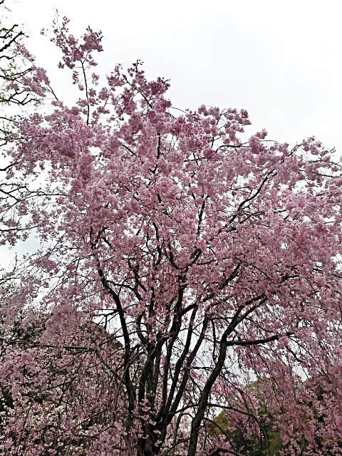 c0096685_21271284.jpg