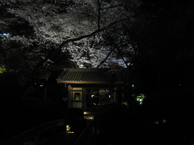 夜桜_b0209886_20444457.jpg