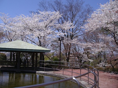 花は桜木_e0015587_1318617.jpg