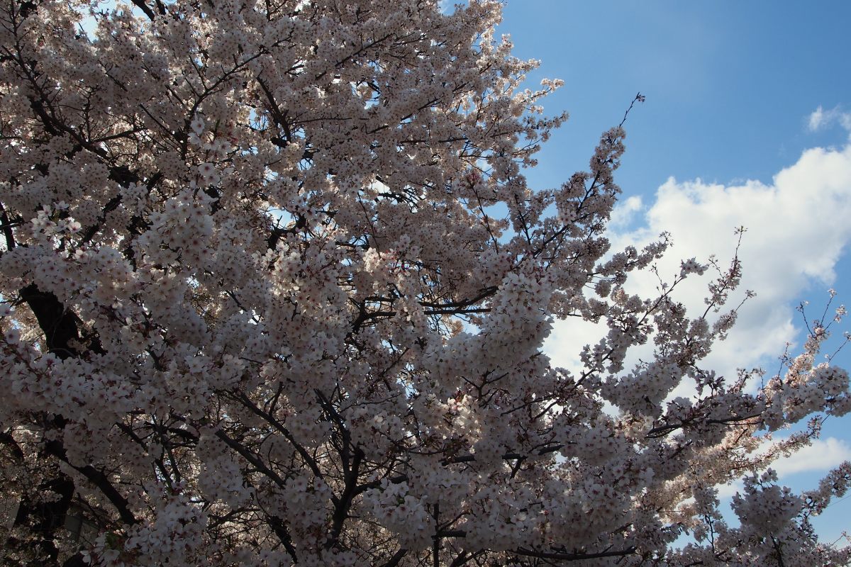 石神井川の桜_c0252688_17580462.jpg