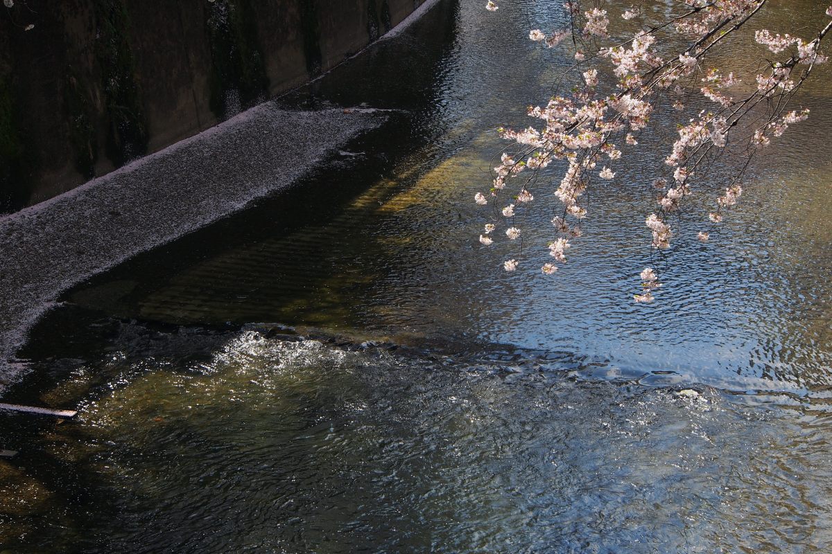 石神井川の桜_c0252688_17585289.jpg