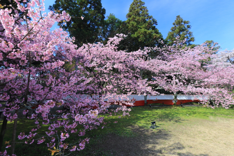 醍醐寺　～三宝院～_e0051888_4301941.jpg