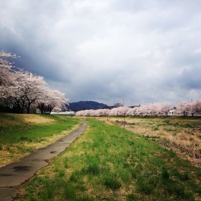 桜_d0261589_2235315.jpg