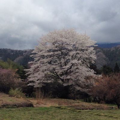 桜_d0261589_2235319.jpg