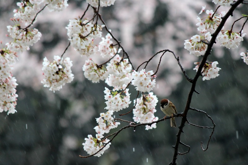 雨の千鳥ヶ淵①_a0127090_113759.jpg