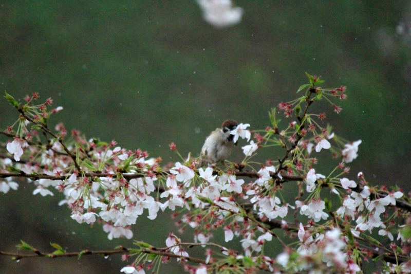 雨の千鳥ヶ淵①_a0127090_1145284.jpg