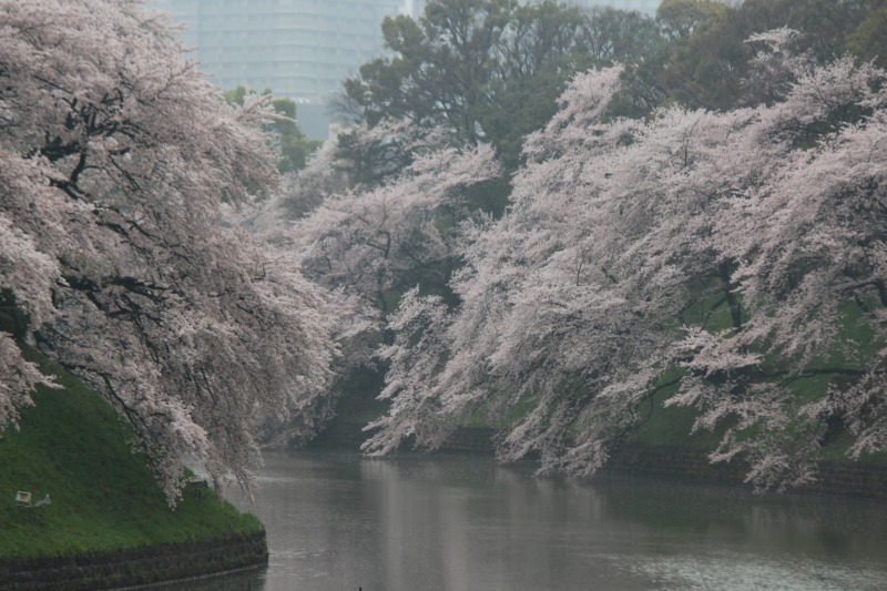 雨の千鳥ヶ淵②_a0127090_21135794.jpg