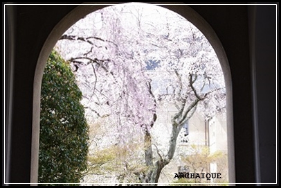 世の中に絶えて桜のなかりせば・・・_c0207890_211947.jpg