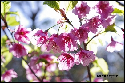 世の中に絶えて桜のなかりせば・・・_c0207890_2173466.jpg