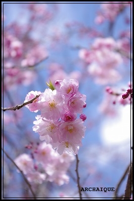 世の中に絶えて桜のなかりせば・・・_c0207890_251422.jpg