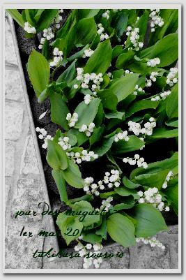 Muguet　de　1er　mai　-5月1日はすずらんの日_b0125793_110056.jpg