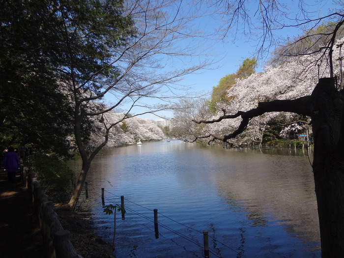 お花見「井の頭公園」あるいは吉祥寺カジュアルで行こうの巻その3(番外編)_a0164296_2128175.jpg
