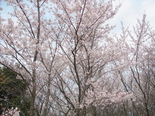 c0095900_11431979.jpg