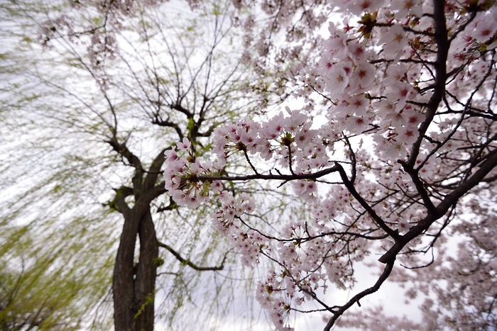 京都桜オフ_d0288500_20475892.jpg