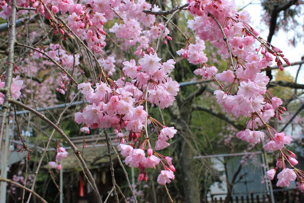 平野神社_d0125501_15323969.jpg