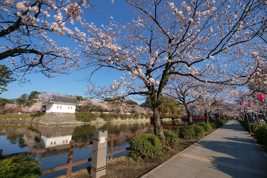 桜咲く小田原城へ_f0109601_16103434.jpg