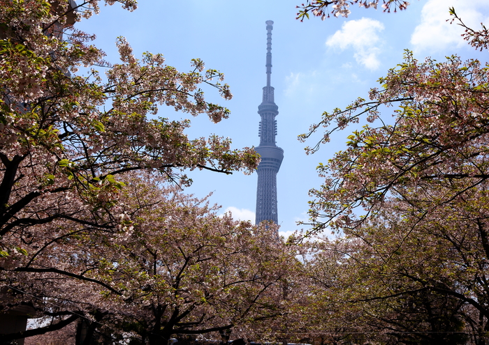 東京の桜はこの２・３日でかなり散りましたが、山谷堀公園はまだ楽しめます_b0291402_1641640.jpg