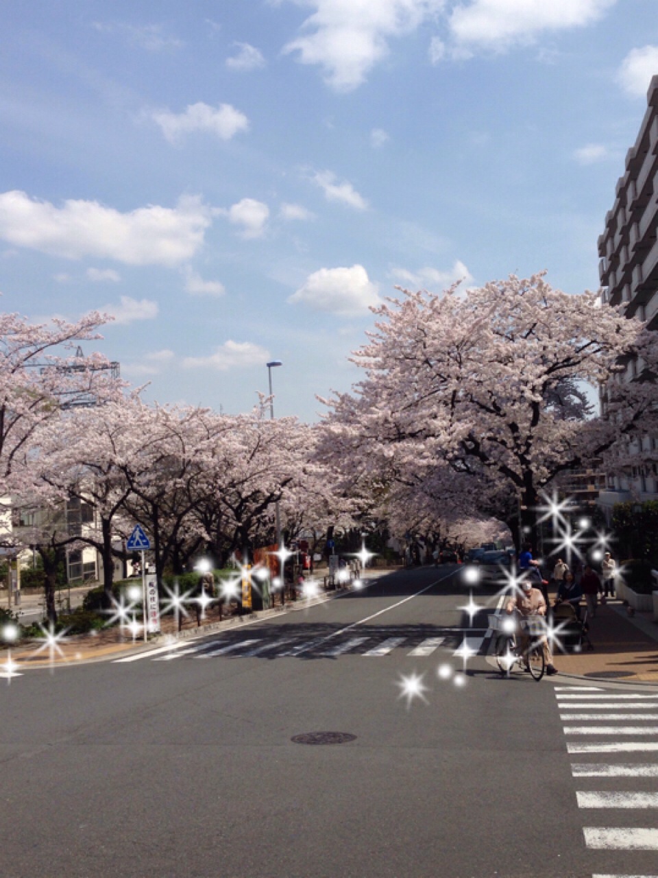 「ねこ様いぬ様展」と桜_b0302302_15342212.jpg