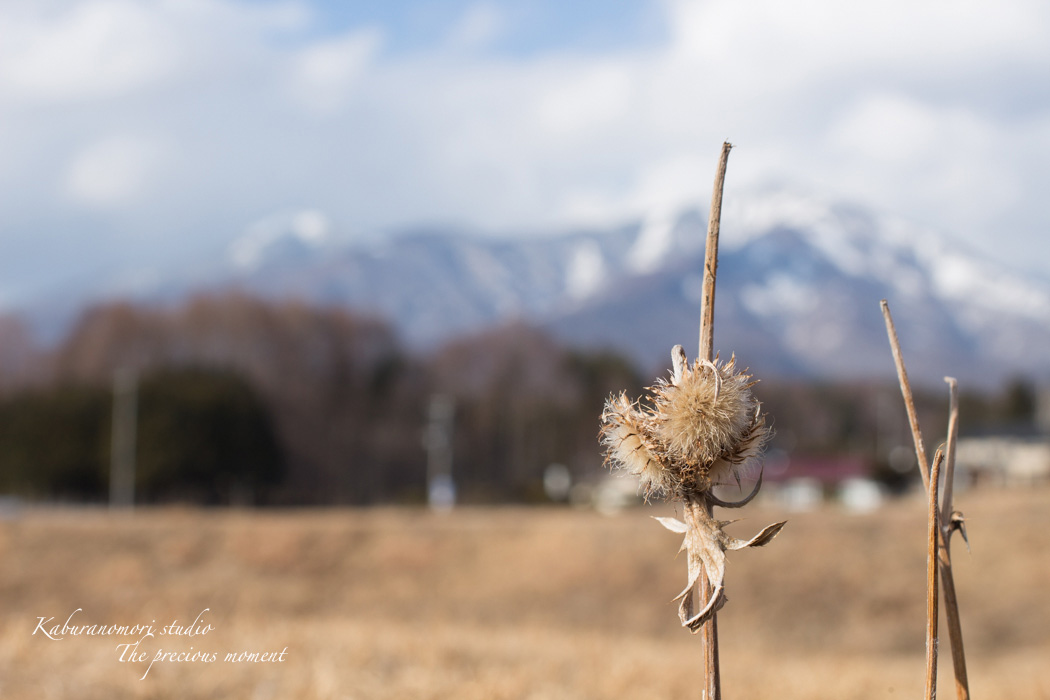 大雪前の写真 EOS X7編_c0137403_1461976.jpg