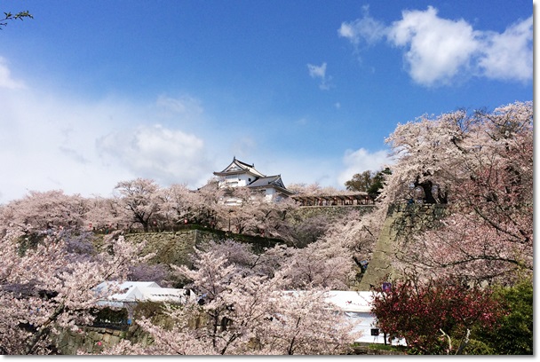 春爛漫　桜咲き乱れる中_c0037204_2213232.jpg