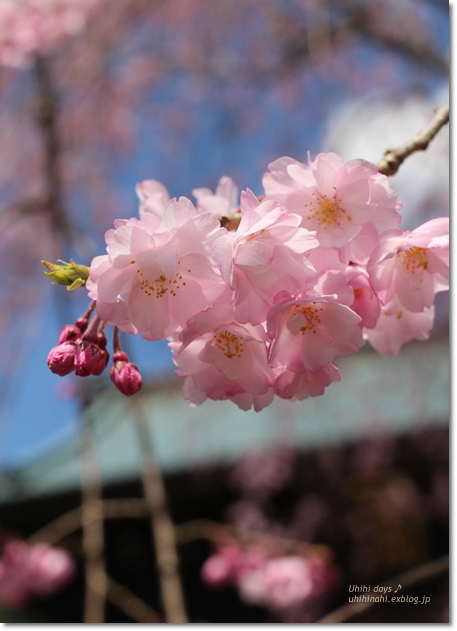 樹齢400年のしだれ桜　身延山久遠寺_f0179404_21114494.jpg