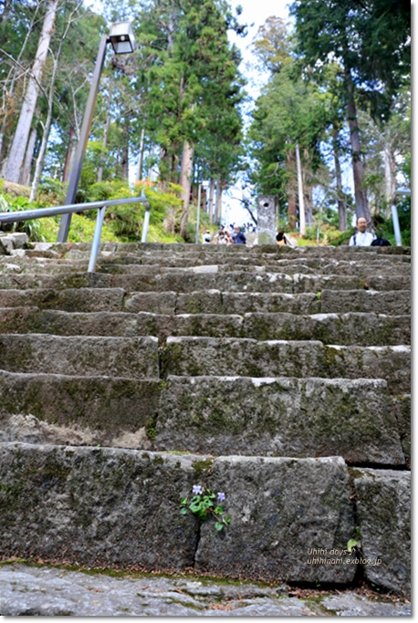 樹齢400年のしだれ桜　身延山久遠寺_f0179404_2114485.jpg