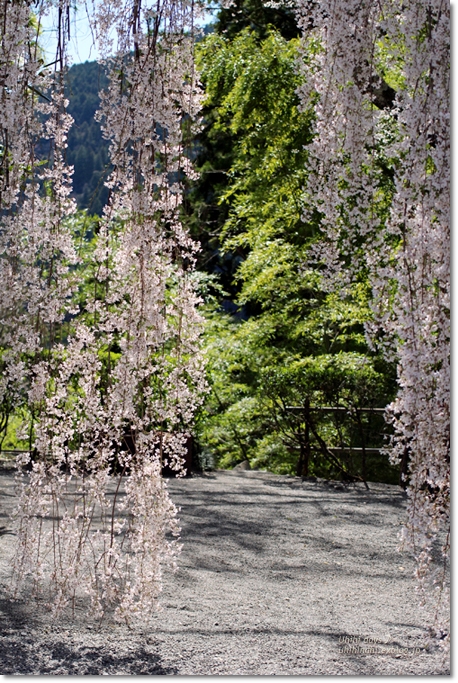 樹齢400年のしだれ桜　身延山久遠寺_f0179404_2119160.jpg