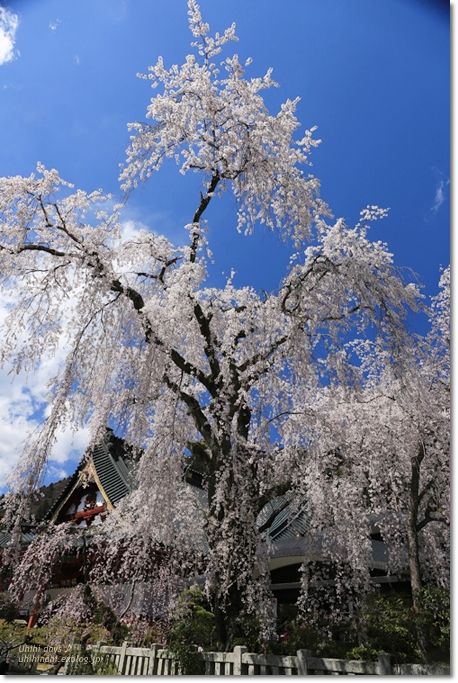 樹齢400年のしだれ桜　身延山久遠寺_f0179404_212123.jpg